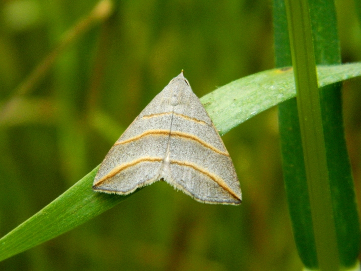 Colobochyla salicalis